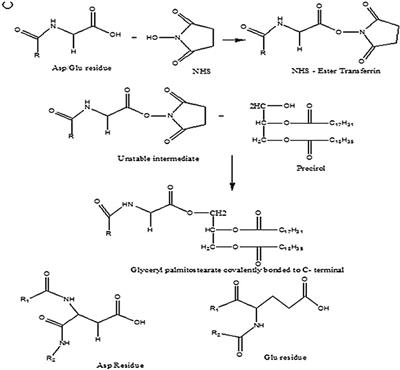 Formulation and Development of Transferrin Targeted Solid Lipid Nanoparticles for Breast Cancer Therapy